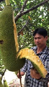 😍Super Wonderful & Yummy Fruit^^😍 | Lotus Coffee