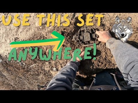 Flat Set Location Every Trapper needs to Set #trapping #coyote #bobcat #fox #flatset