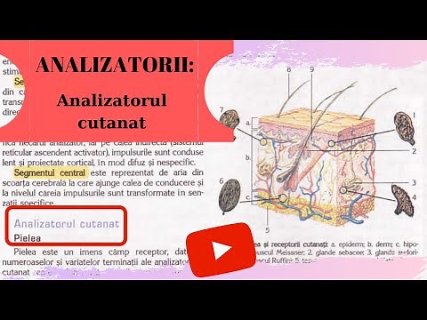 ADMITERE MEDICINA: ANALIZATORII 1: Analizatorul cutanat