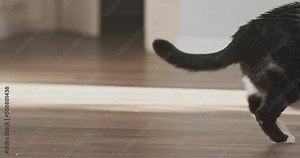 Cat stretches, arches its back and walks away, leaving its tail on the floor, indoors, side view, close-up.