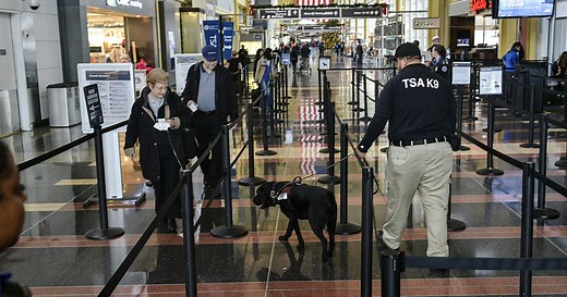 TSA's K-9 adoption program: How you can take home a dog not cut out for agency