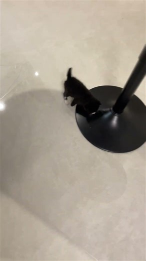 The kitten runs really fast #cute #kitten