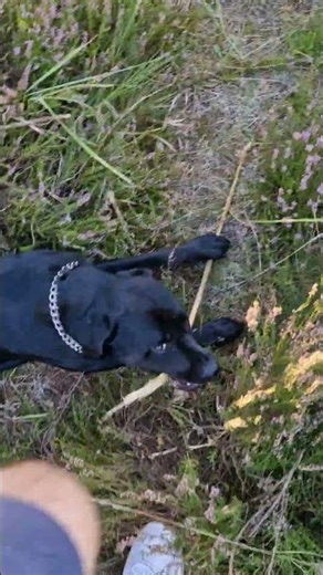 Outdoor Grow Dynamite Diesel 👽‼️