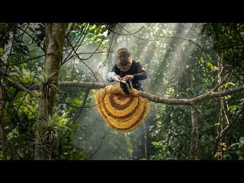 Dangerous Wild Bee Hives Lurking in Reforested Jungle as Man Harvests Honey