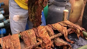 Video of smoke leaves, roll, natural, being separated .Drying leaves, smoke, outdoor. Handmade process for making straw cigarettes, roll smoke.