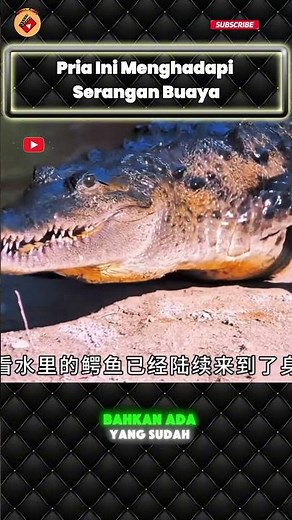Pria Ini Menghadapi Serangan Buaya! #reviewfilm #movie
