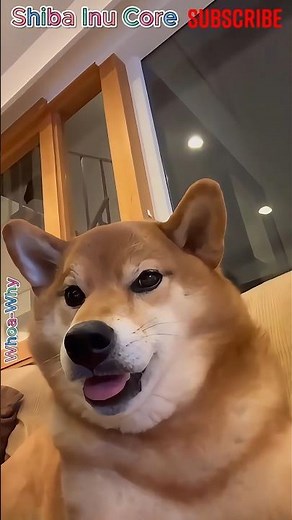 Shiba Inu Who Own The Internet! 😂🐕💻 #shibainu #shiba #dogs