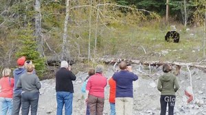 Jasper National Park cancels bear warnings due to visitors flocking to take photos