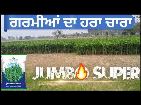 ਗਰਮੀਆਂ ਦਾ ਮਲਟੀ ਕੱਟ ਹਰਾ ਚਾਰਾ ਜੰਬੋ ਸੁਪਰ Jumbo Super forage by Advanta