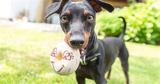 10 cuidados importantes com a raça pinscher