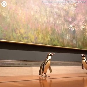1.2K views · 35 reactions | COOL VISITORS: Watch these penguins from the Kansas City Zoo tour the Nelson-Atkins Museum of Art. The museum shared the video on May 14 of the penguins' visit earlier this month. The Nelson-Atkins is currently closed to visitors because of the coronavirus pandemic. | KTVO | Facebook