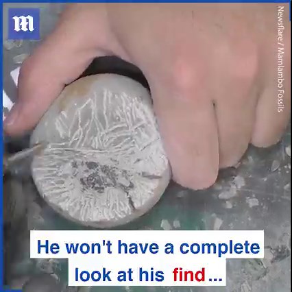 This man found a 12-million-year-old crab fossil hidden inside a rock! 🦀⛏️ via Newsflare | Daily Mail Video