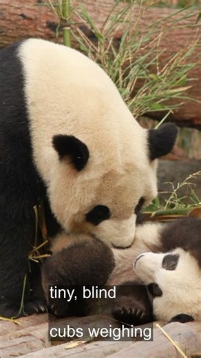 Did You Know About Giant Pandas?
