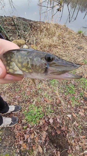 Catching a nice little Pickerel #freshwaterfish #fishingshorts