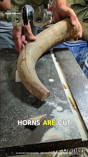 “Amazing Horn Designs 🤯🎨”