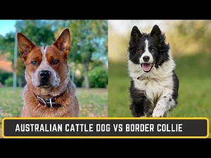 Why I Chose a HEELER Over a Border Collie