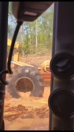 306K views · 3.7K reactions | Logger work time ❤️ . .​#swamp #swamploggingsc #swamplogging #carters #southcarolina #johndeere #tigercat #forestry #satire #tigercat #carters #tiktokviral #swamp #forestry #johndeere #equipment | Peake Warren | Facebook