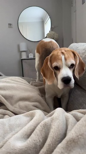 2.1K views · 264 reactions | Stanley loves to snuggle under the blanket. You simply can’t refuse him  | Beagle brothers, Stanley and Ollie. | Facebook