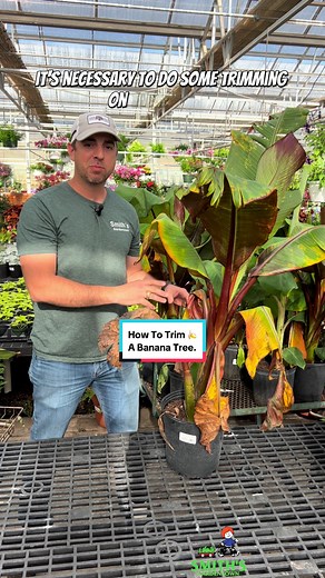 🍌🌱How to properly trim a banana tree. #smithsgardentown #bananatree #bananatreecare #trimmingbananatrees #gardening #howto #diy #gardening101 #backyardgardener #plantcare