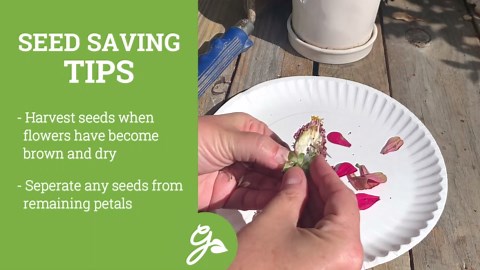 7 Easy Flower Seeds to Collect in Fall | Save Money & Grow More