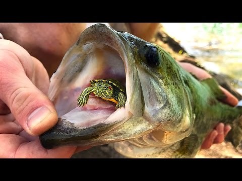 Do Bass Actually Eat TURTLES?? | GoPro Turtle Underwater Footage