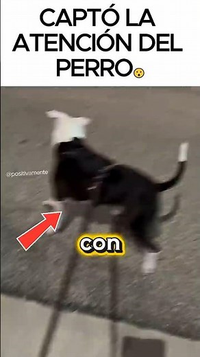Owner saves his dog from a coyote