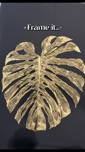 The Largest Monstera Leaf Skeleton Ever Created