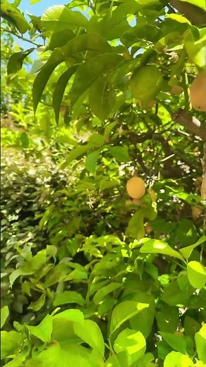 Lemon Tree Very Pretty