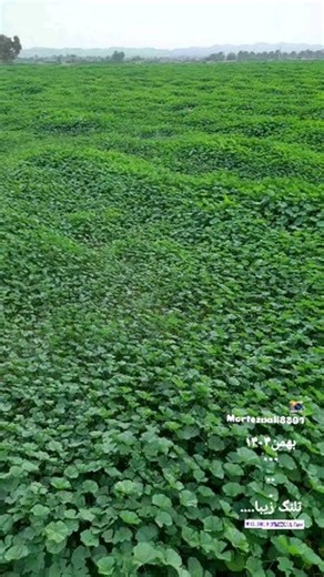 MorteZaAli | ‎بهار درتلنگ زیبا.....بهمن ۱۴۰۴#میناب #تلنگ #کریان #سندرک #بشکرد #سردشت_هرمزگان #جاسک #سیریک #گوان #لیردف #کوهستک_سیریک #بمانی_سیریک #سرمست...‎ | Instagram