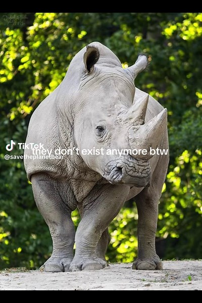 Polar Bears: A Plea for Our Planet