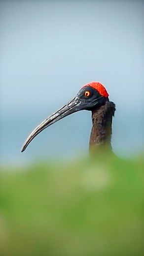 📢Sound On📢 Calling behaviour of Red-naped ibis. They are usually silent but call at dawn and dusk and more often when nesting. The calls are a series of loud braying, squealing screams that descend in loudness. Shot on @nikonindiaofficial Handled shoot in manual focus mode Video by @vishallokare_wildlife #planetbirds #featured_wildlife #reelitfeelit #trendingreels #naturereels #reelsvideo #discoverychannelin #nikoncreator #creator #vishallokarewildlife #birdcall #ibis #niffeature #oneforchange