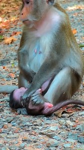 31K views · 585 reactions | A Mother’s Love: How a Determined Monkey Trains Her Baby Amelia to Be Strong  #baby #NewsUpdate #monkey #Very #reels #Leo #newborn #cute #milkyway #crying | Monkey history 2024 | Facebook