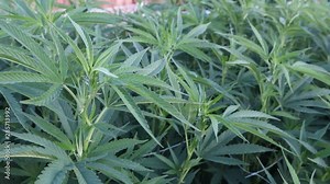 Marijuana Plant in Early Stages of Growth