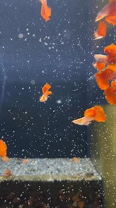28K views · 564 reactions | Albino Red Rose enjoying their brine shrimp from Deep Blue!  #MRGuppy #DeepBlue #BrandOfChampions #brineshrimp #artemia #guppyfish | MR Guppy | Facebook