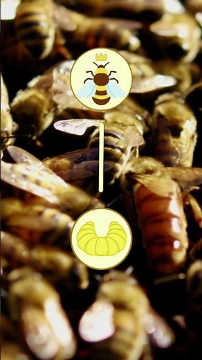 Did You Know That There Are More Than 20,000 Different Species of Bees? 🐝