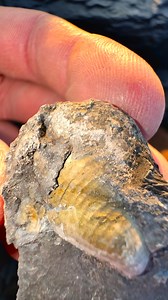 Most rocks split open to nothing 😅 But every so often, there’s an ammonite spiral staring back — a fossilized seashell from a vanished ocean 🐚 For ammonite rocks to crack open, please visit our official online store yorkshirefossils.NET (link in bio) or message directly on Instagram @yorkshire.fossils 🦕 For more videos, check our YouTube / TikTok! 🏝 Thanks for supporting our page! 🐊 #natural #nature #fossil #fossils #ancient #animals #art #fblifestyle #ammonite #ammonites #dinosaur #scienti