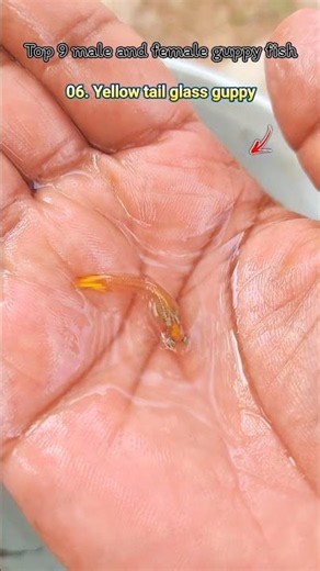 Top 9 male and female guppy fish #guppyfish #fishkeepinghobby #fishshorts #fish
