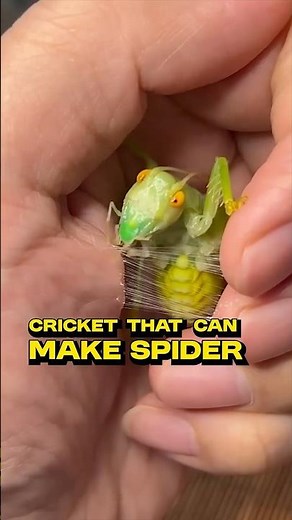 This Cricket Can Do What Spiders Do! #viral #amazing #shorts