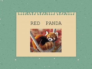 Red Panda