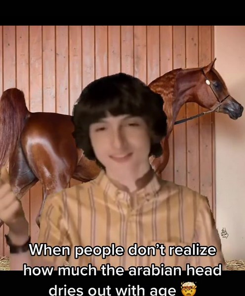 Quick little PSAs: the arabian head dries out with age. Clipping helps accentuate headshape. As does highlighter. As do angles. This headshape however is not new. Yes it existed 20 years ago. No not every type and strain of the arabian look the same. #CapCut #arabian #arabianhorse #arabianhorses #araber #horse #horses #equine #equestrian #pursangarabe #arabe #purebredarabian #pferde #arabianhorses #anythingarabian #عربي
