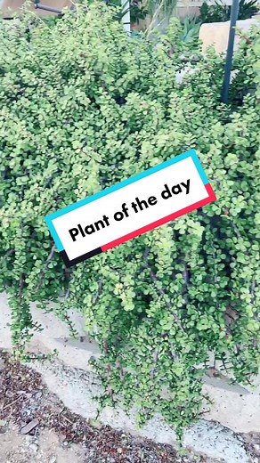 Partly Sunny Projects on TikTok