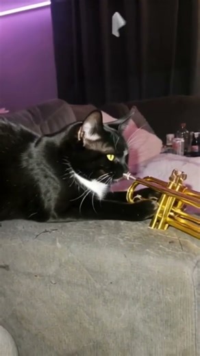 funny cat playing the trumpet cat videos #cats #catvideos #catshorts #funnycat #catsrule #shorts