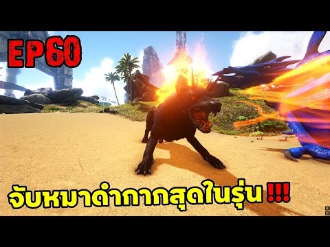 จับหมาดำกากสุดในรุ่น!!!! ARK: Survival Evolved 2025 EP#60