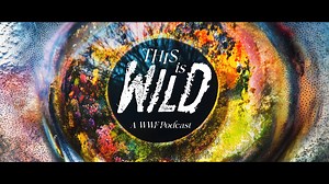 38K views · 102 reactions | ️ This Is Wild — WWF-Canada’s brand-new podcast 曆 Meet the amazing animals shaping our world — and find out how their future is tied to ours.  Incredible species stories from the front lines of conservation  Inspiring guests & expert voices ✨ New episodes bi-weekly Because the world doesn’t just belong to us — it’s theirs, too.  Follow now so you won’t miss an episode. #ThisIsWildPodcast | WWF-Canada | Facebook