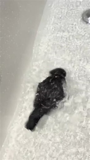 crow 🥰🐦‍⬛ on Instagram: "Crow bath time Credit ssbk.ssbk tik tok #crow #birdsofinstagram #birdwatching #funnyanimals"