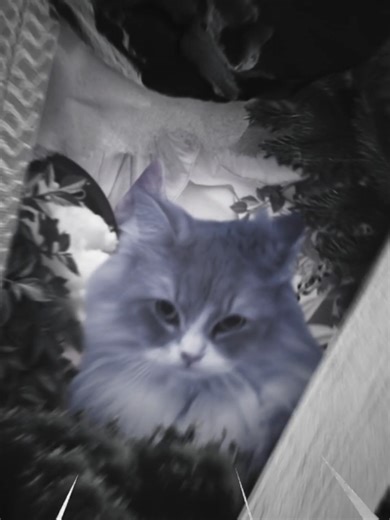 Cats Tank Triad 2: A Fan Edit