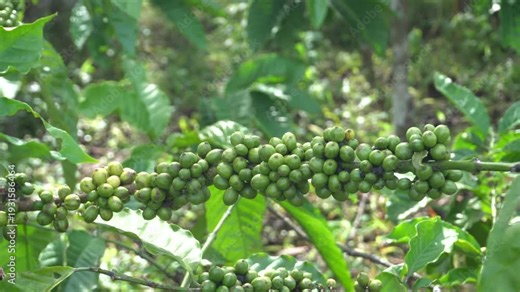 A coffee bean is a seed of the Coffea plant and the source for coffee. It is the pip inside the red or purple fruit. This fruit is often referred to as a coffee cherry. Muria coffee from Java.