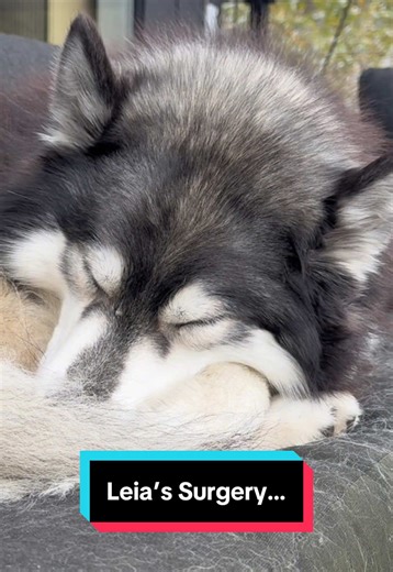 For real, Leia is fine, and your support means the world. 🐺🥹🙏 #siberianderpskies #husky #siberianhusky #dogsoftiktok #huskiesoftiktok