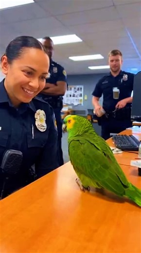 5.9K views · 10K reactions | Parrot flirts with officer using wi-fi pickup line 列 #parrot #funnyparrot #talkingparrot #officer #funnyvideos #trendingreels #parrotlover #petlovers #viralshort | Feather Force | Facebook