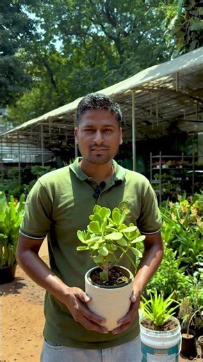 Crassula Plant